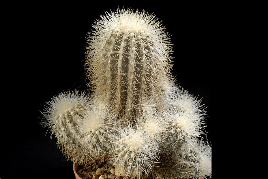 Copiapoa Krainiziana (innestata)16 cm 100.00 €.jpg